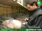 Automatisierung in der Landwirtschaft: Precision Pig Farming