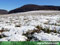 Vegetations-Report 2010: Schnee unterbricht die erste N-Gabe 