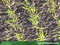 Vegetations-Report 2010: Getreide richtig and&uuml;ngen