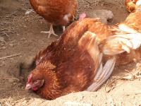 Huehner_Freiland.jpg Huhn, Freiland