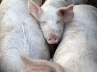 Mastschweine.jpg 