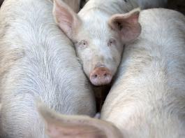 Kostendruck und Marktrisiken sind daf�r verantwortlich, dass immer mehr Kleinbauern in China aufh�ren. Mit einem geringeren Schweineangebot wird dennoch nicht gerechnet.&copy; Massonforstock/fotolia