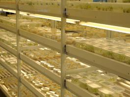 Testbiotech bietet �bersicht �ber EU-Zulassungen.&copy; M�hlhausen/landpixel