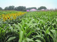 01_PB_Energiepflanzen maisalternativen ertraglich_foto_Mais_SB_ZH_Biogas.jpg 