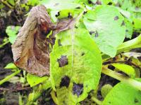 Fungizide_Kartoffeln_Foto_1_web.gif 