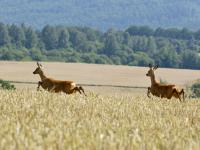 Jagd_Rehe.jpg 