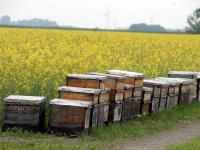 Bienen_Rapsfeld_600.jpg 