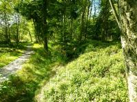 Wald.jpg 