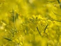  raps, bl�te