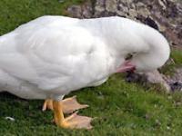 ente2.jpg 