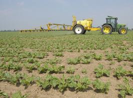 Das Gr�serherbizid Gallant Super mit dem Wirkstoff Haloxyfop-P steht 2012 wieder zur Verf�gung. &copy; agrar-press