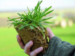 Die Intensit�t von Wachstumsreglern bei Roggen oder anderen Getreidearten h�ngt wesentlich von der Witterung ab. &copy; Foto: agrarpress