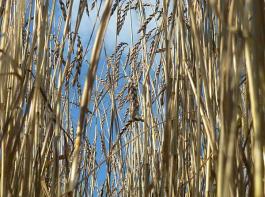 Das Interesse anderer L�nder an russischem Getreide nimmt zu.&copy; Olaf K�hn/pixelio.de