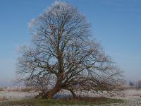 Baum_Frost.jpg 