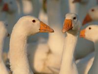 gans4.jpg Gans, Gefl�gel, Vogel