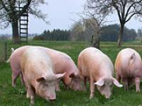 af_schweineauslauf.JPG Schwein, Schweine, Auslauf