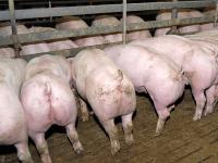 SchweineMast.jpg 