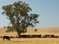 Rinderweide-Australien.jpg 