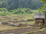 ft_FarmThailand.jpg Thailand