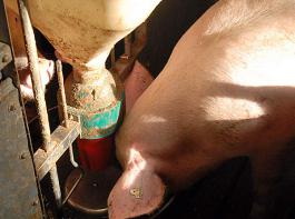 Durch die unsachgem��e Entsorgung von Laborabf�llen war innerhalb der Molkerei Chloramphenicol ins Wei�wasser gelangt. Landwirte wussten von der Verunreinigung nichts und verf�tterten es an ihre Schweine.&copy; M�hlhausen/landpixel