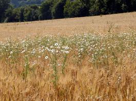 Bewerben kann sich jeder, der gute Einf�lle f�r eine bessere Produktverarbeitung und -vermarktung, den Natur- und Ressourcenschutz oder das Energiemanagement hat.&copy; M�hlhausen/landpixel.de