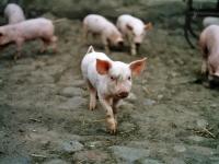 schweine.jpg 