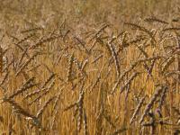 Dinkel -lpix43011-600.jpg 
