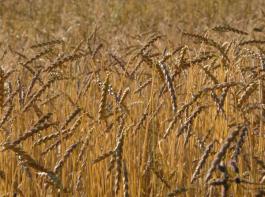 2011 wurden im Rahmen der Landessortenversuche auch f�r Dinkel Bundesland �bergreifende Anbaugebiete  (ABG) mit einheitlichen Sortimenten festgelegt. &copy; landpixel