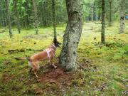 Teaser Bild