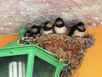 Mehlschwalben_Nest_web.jpg 