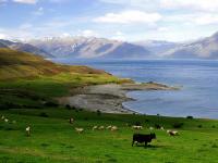 NewZealand-landscape_Moyu0816_ft.jpg 