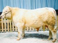 5_VORDRUCK_TH_FLEISCHRINDER_1.jpg 