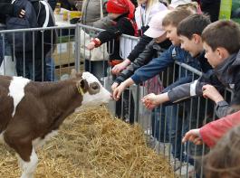 Der Erlebnisbauernhof auf der Gr�nen Woche in Berlin stellt dieses Jahr die komplette Produktionskette Milch dar.&copy; WLV
