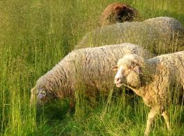 L�mmer infizierter Tiere kommen h�ufig missgebildet oder als Totgeburt zur Welt.&copy; Jacques Kohler/Aboutpixel