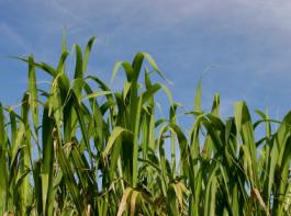(Bild: iStockphoto)