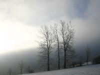 Winter_Beume.jpg 