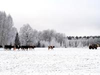 KueheWinter.jpg 