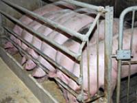 af_fuetterungmast.jpg Schweine, Mast
