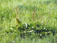 35gr�nland_foto 2_kahnt_IMG_7405.jpg 