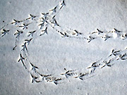 ft.Volker-Beck.SchneeSpuren.jpg Schnee, Spuren