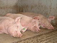 schwein2.jpg schwein