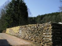 Forstverein_Wald_Foto.jpg 