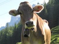 Braunvieh_Riesberg.jpg 