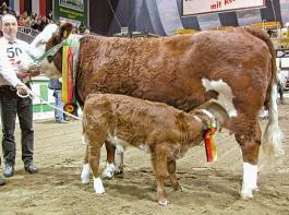 Die Bundessiegerin von 2008, Beatrix (Zimbo � Eisenherz) mit Kalb von Lutz Marticke/Frohburg, Masterrind Sachsen. � Pilsl/ASR