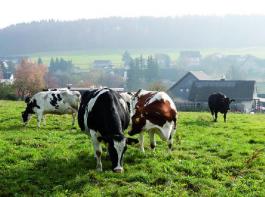 Wenn Trockensteher auf der Weide gehalten werden sollen, sind n�hrstoffarme Fl�chen daf�r zu ber�cksichtigen. Foto: Wiener 