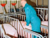  brunst, sauen, landwirt