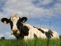 af_Holstein_weide.jpg Holstein
