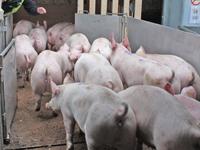 exportjapan_topigs_200.jpg 