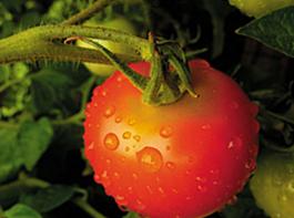 Die Biopatentrichtlinie schlie�t bei haupts�chlich biologischen Z�chtungsverfahren auch ein darauf gegr�ndetes Stoffpatent aus. &copy; HB1111/Aboutpixel