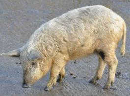 Die Qualit�ten des Mangalica- oder auch Mangalitza-Schweins wurden vor kurzem wiederentdeckt. &copy; Quartl/Wikipedia